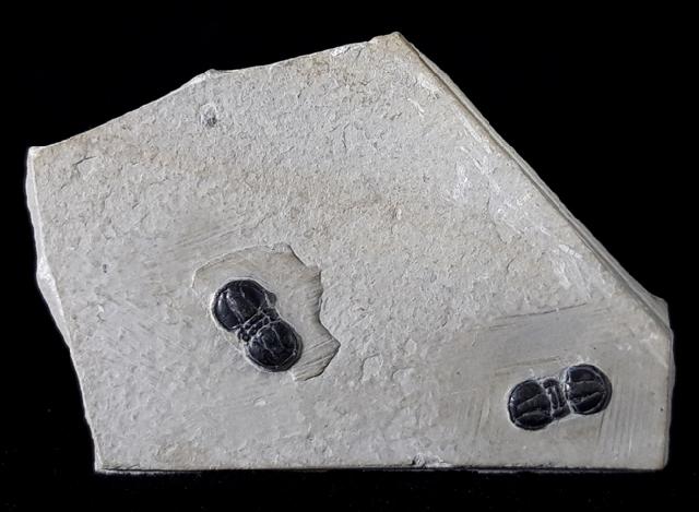 Peronopsis interstricta (WHITE 1874) - Bild © FossNet FossilienStore
